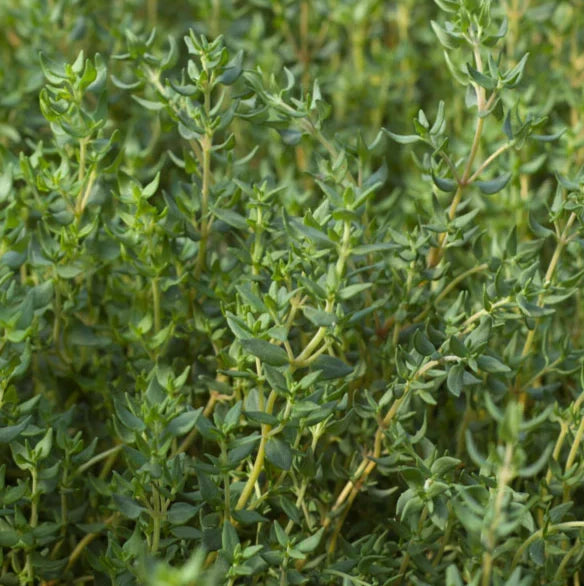 Lemon Thyme Herb Seeds for Easy Planting