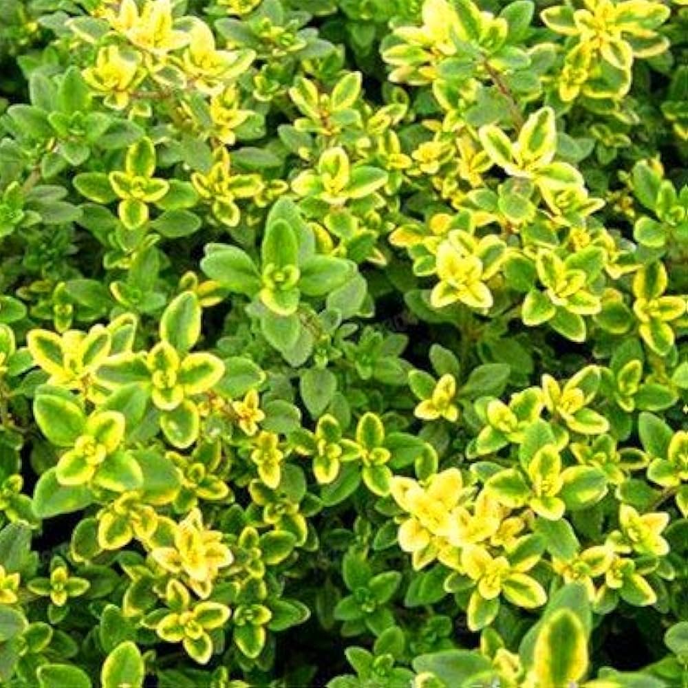 Lemon Thyme Herb Seeds – Aromatic Garden Herb & Natural Mosquito Repellent heirloom non-gmo organic garden seeds