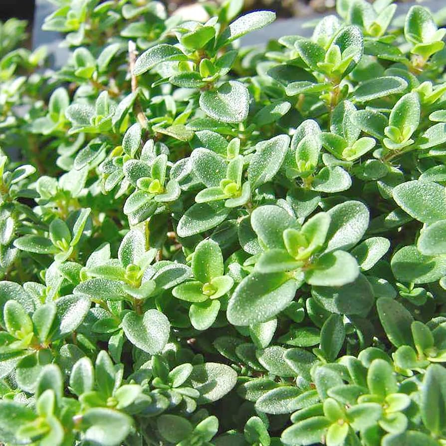 Lemon Thyme Herb Seeds For Planting Thymus Citriodorus For Kitchen Gardens heirloom non-gmo organic garden seeds