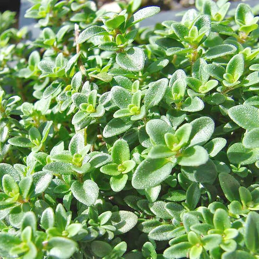 Lemon Thyme Herb Seeds For Planting Thymus Citriodorus For Kitchen Gardens heirloom non-gmo organic garden seeds