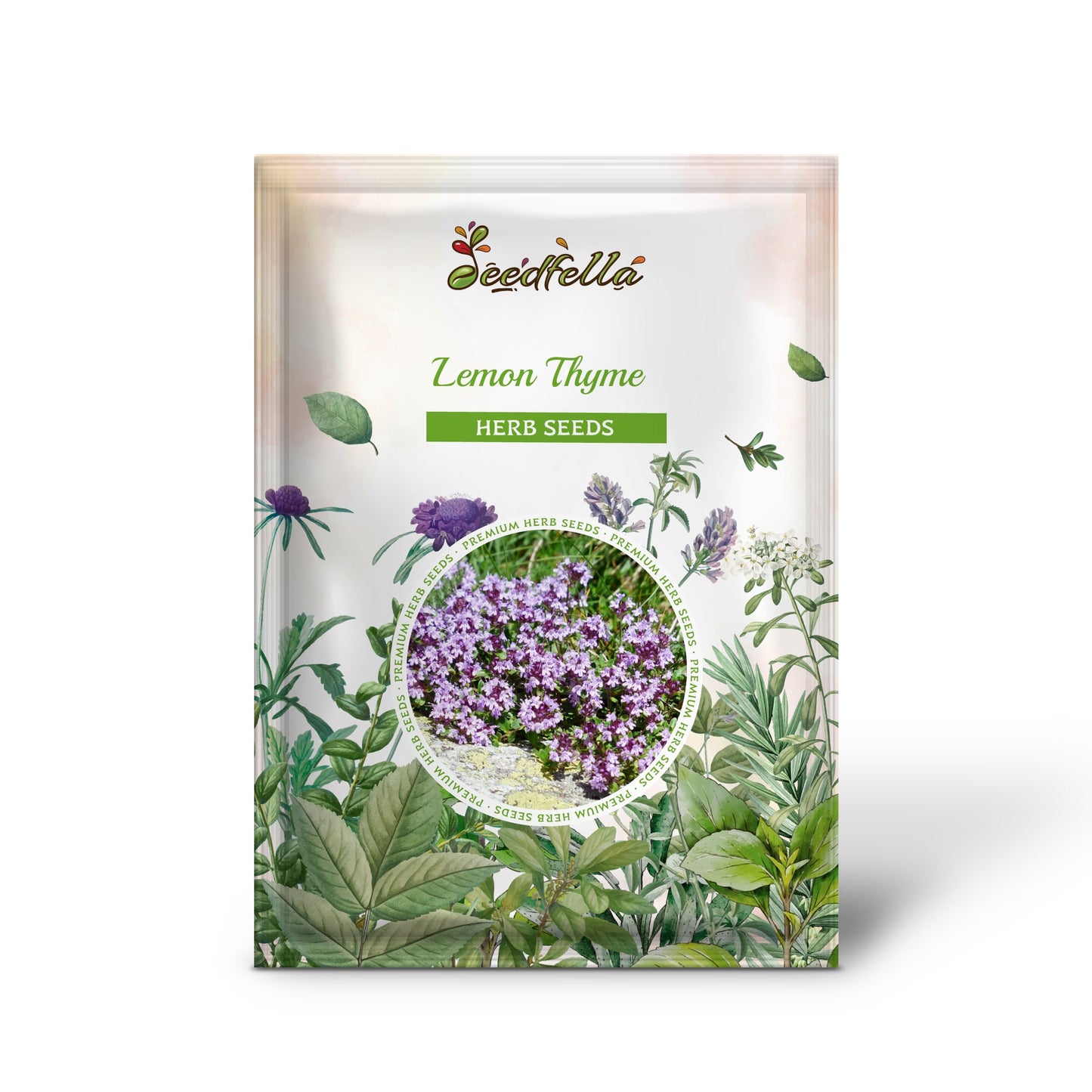 Lemon Thyme (Thymus Pulegioides) Herb Purple Flower Fragrant Evergreen Seeds