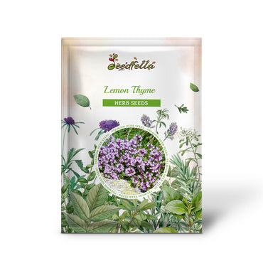 Lemon Thyme (Thymus Pulegioides) Herb Purple Flower Fragrant Evergreen Seeds