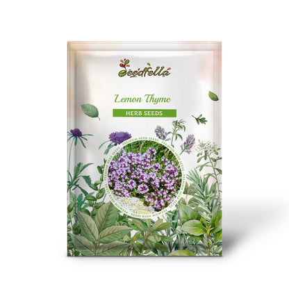 Lemon Thyme (Thymus Pulegioides) Herb Purple Flower Fragrant Evergreen Seeds