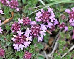 Lemon Thyme (Thymus Pulegioides) Herb Purple Flower Fragrant Evergreen Seeds