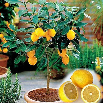 Lemon Tree Seeds – High Survival Rate For Fruitful Bonsai Trees heirloom non-gmo organic garden seeds