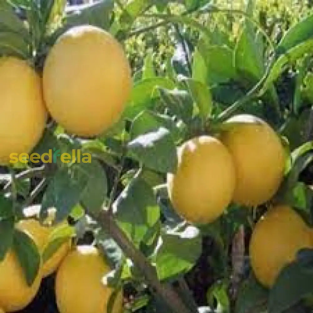 Yellow Citrus Lemon Tree Seeds For Planting Grow Fresh Lemons At Home heirloom non-gmo organic garden seeds