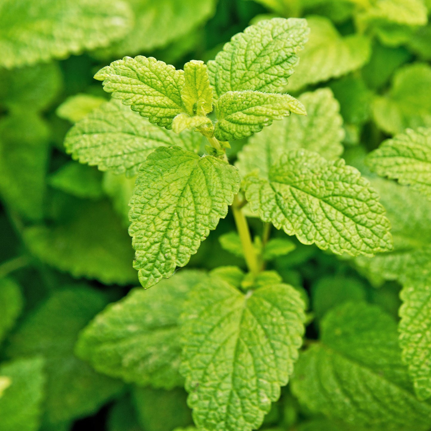 Lemon Balm Herb Seeds