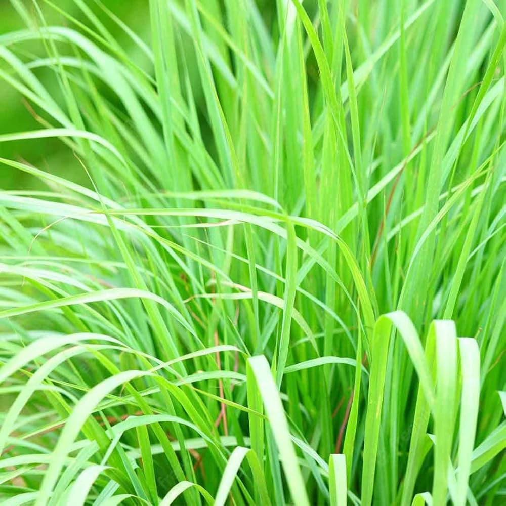 Lemongrass Cymbopogon Citratus Plant Seeds