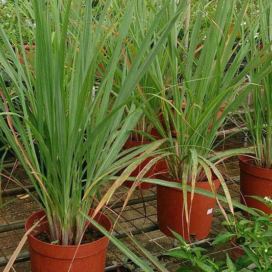 Lemongrass Cymbopogon Citratus Seeds heirloom non-gmo organic garden seeds