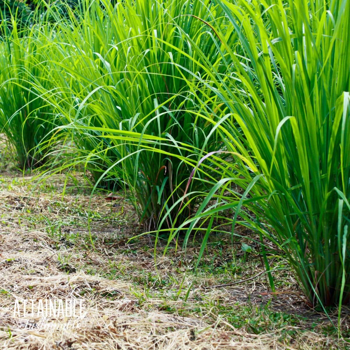 Lemongrass Cymbopogon Citratus Plant Seeds heirloom non-gmo organic garden seeds