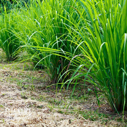 Lemongrass Cymbopogon Citratus Plant Seeds heirloom non-gmo organic garden seeds