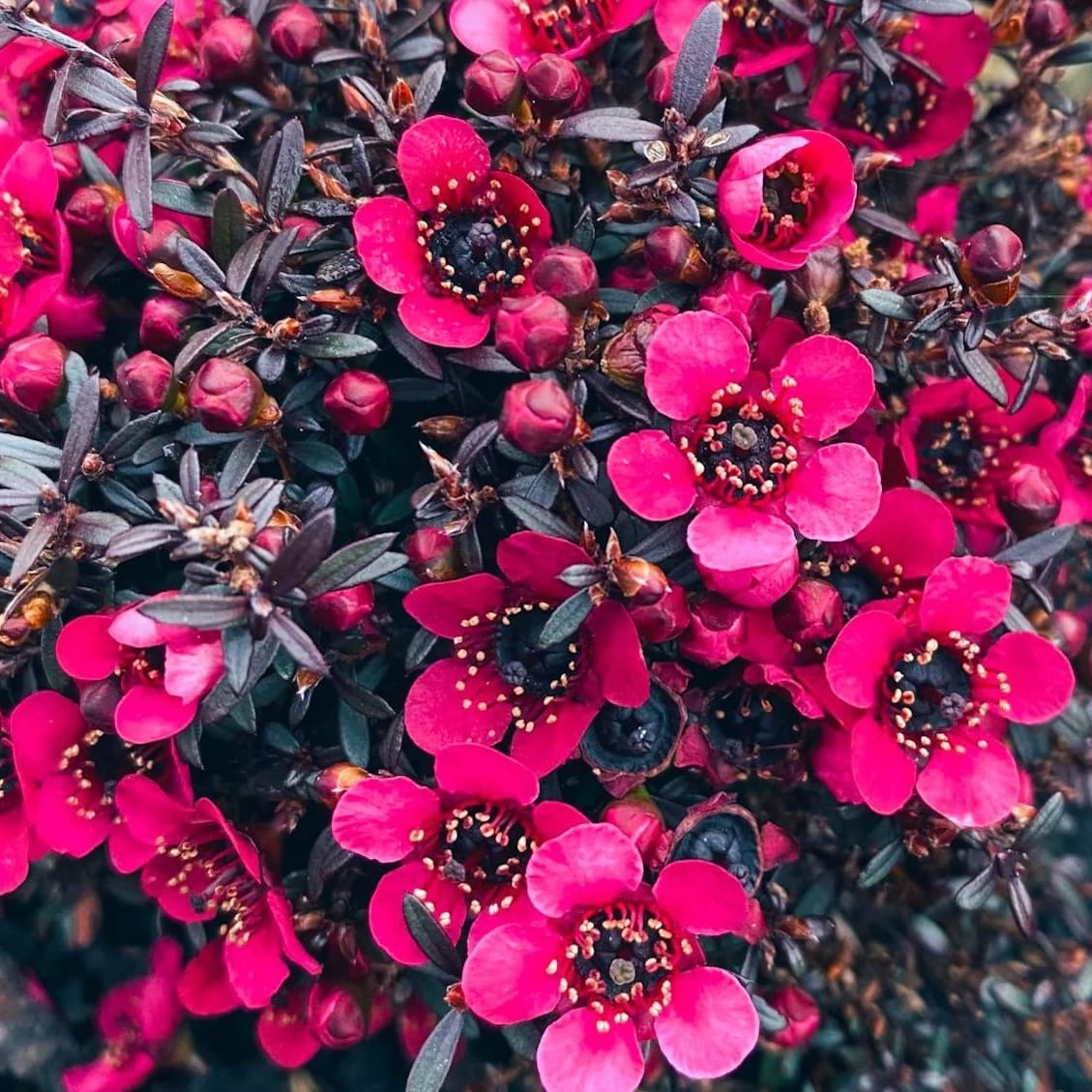 Rosa Manuka-Honig-Teebaum Leptospermum Scoparium Blütensamen zum Pflanzen – Bunte Darstellung, Erbstücksamen & gentechnikfreie Samen für den Hausgarten