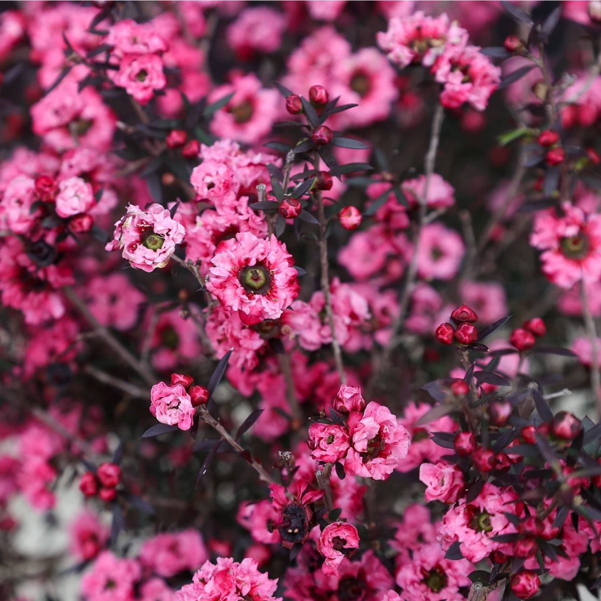 Rosa Manuka-Honig-Teebaum Leptospermum Scoparium Blütensamen zum Pflanzen – Bunte Darstellung, Erbstücksamen & gentechnikfreie Samen für den Hausgarten