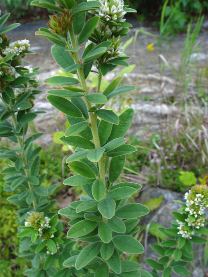 Lespedeza-Strauchsamen