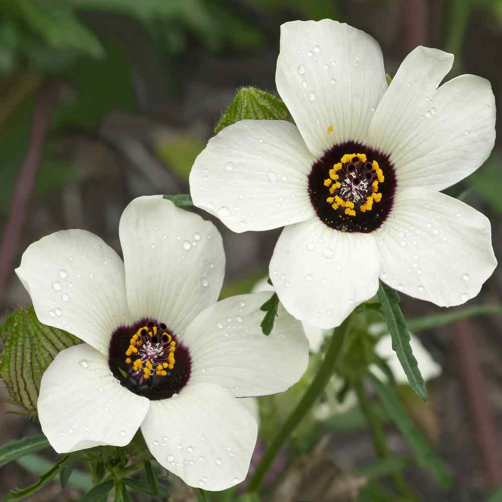 Hibiscus Trionum Flower Seeds