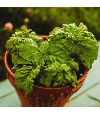 Lettuce Leaf Basil (Ocimum basilicum) Huge Leaves Herb Seeds