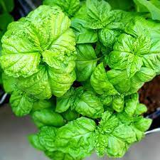Lettuce Leaf Basil (Ocimum basilicum) Huge Leaves Herb Seeds