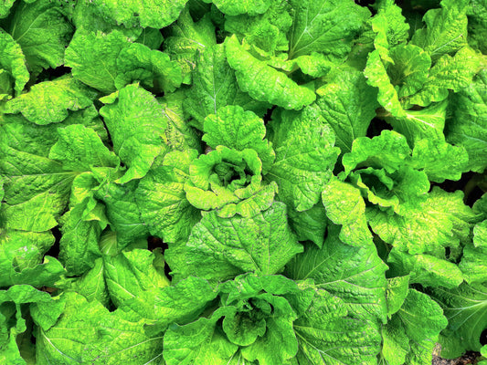 Lettuce Leaf Basil Ocimum Basilicum Huge Leaves Herb Seeds heirloom non-gmo organic garden seeds
