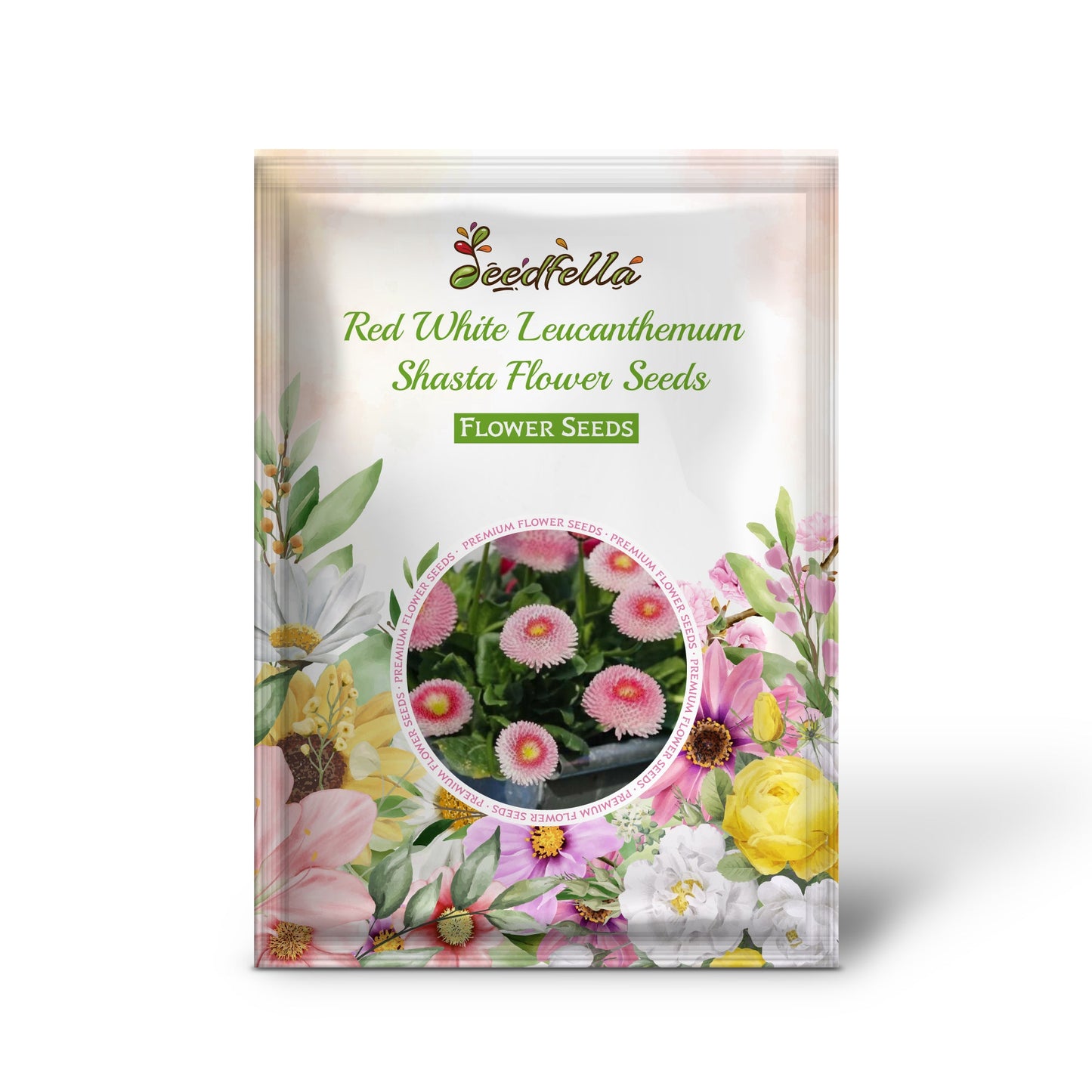 Leucanthemum Shasta Daisy blooms with red centers