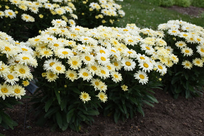 Shasta Daisy Flower Seeds