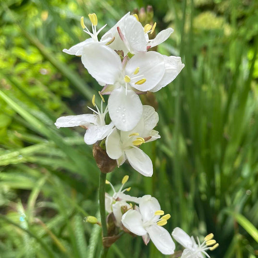 White Libertia Flower seeds for Planting - Shade Tolerant, Heirloom & GMO Free Seeds for Home Garden
 
 Sale for planting in home garden