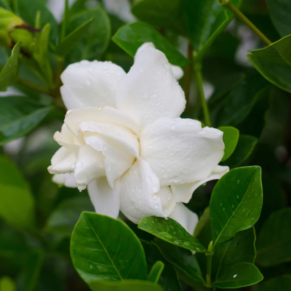 Cape Jasmine Flower Seeds