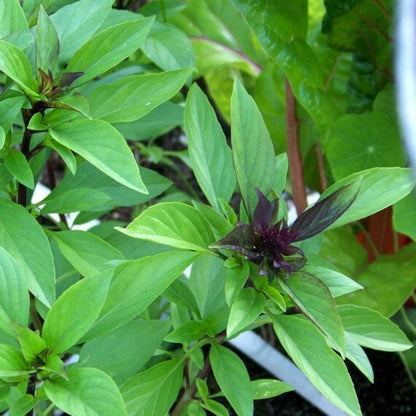 Licorice Basil (Ocimum basilicum) Herb Flower Seeds