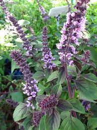 Licorice Basil (Ocimum basilicum) Herb Flower Seeds