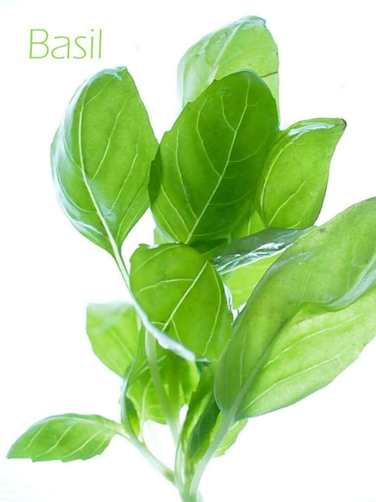 Licorice Basil Ocimum Basilicum Herb Flower Seeds heirloom non-gmo organic garden seeds