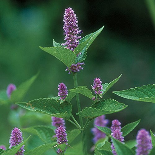 Purple Anise Hyssop (Agastache foeniculum) Herb Flower Seeds