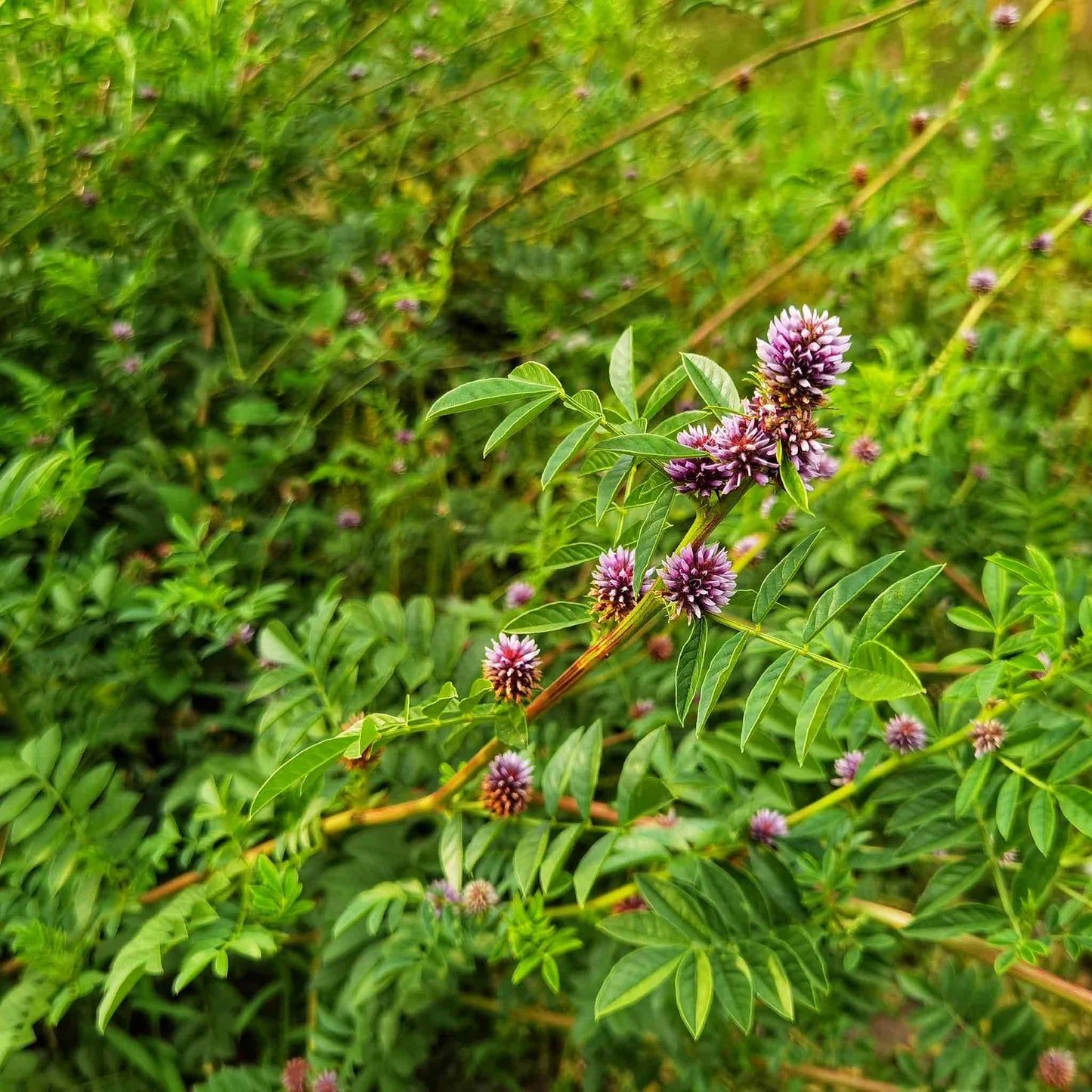 plant licorice flavored seeds Licorice Plant (Glycyrrhiza glabra) Seeds for Planting – Heirloom, Non – Pure Asia Seeds