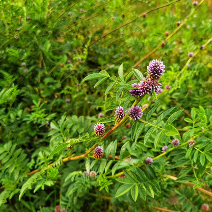 plant with licorice flavored seeds nyt Licorice Plant (Glycyrrhiza glabra) Seeds for Planting – Heirloom, Non – Pure Asia Seeds