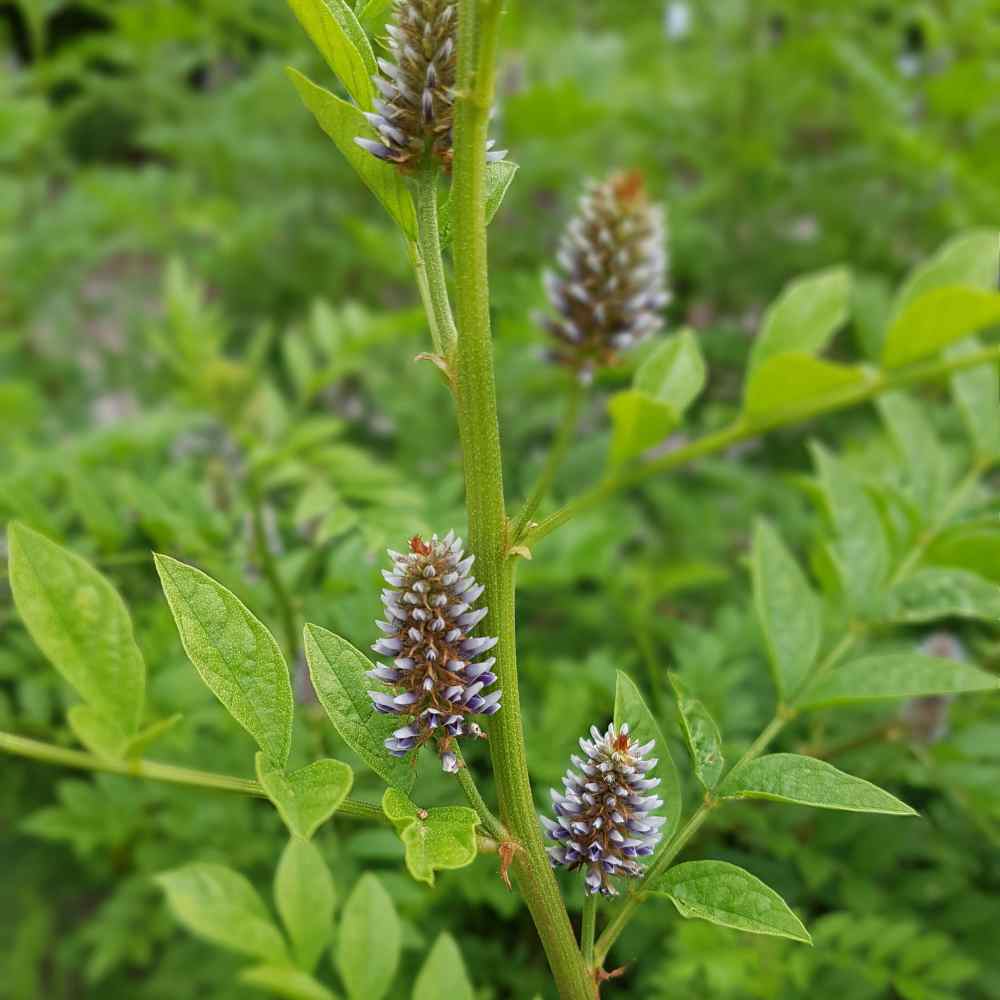 plant with licorice flavoured seeds Licorice Plant (Glycyrrhiza glabra) Seeds for Planting – Heirloom, Non – Pure Asia Seeds