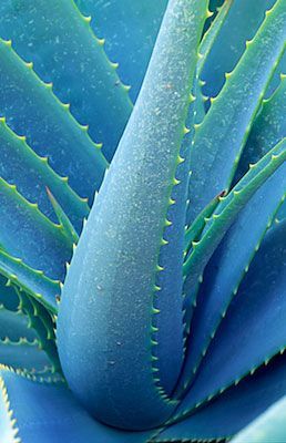 簡単に植えられる淡青色のアロエの種