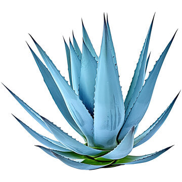 Light Blue Aloe Vera Seeds For Easy Planting heirloom non-gmo organic garden seeds