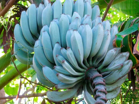 Light Blue Banana Fruit Seeds For Planting heirloom non-gmo organic garden seeds