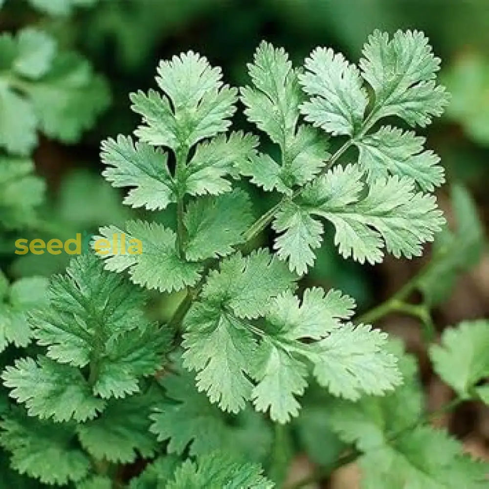 Light Green Coriander Seeds Perfect For Vegetable Planting heirloom non-gmo organic garden seeds