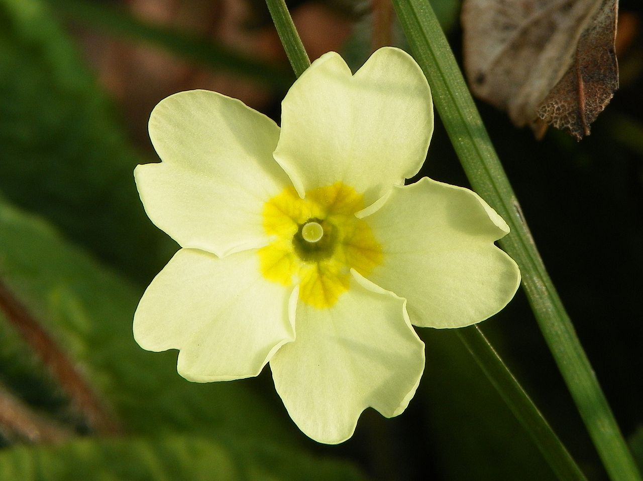 Light Green Primrose Flower Seeds for Planting and Gardening