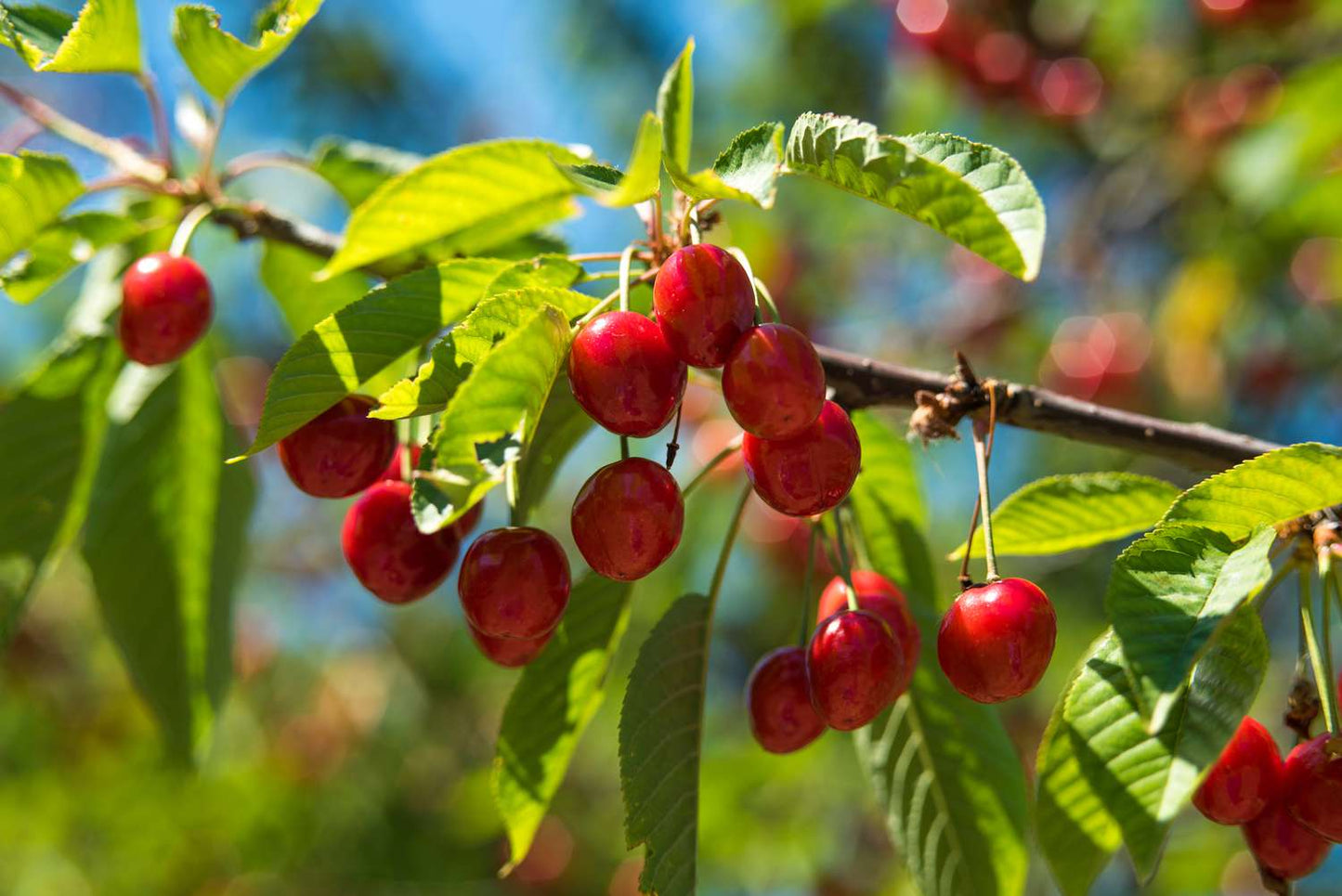 Light Green and Red Cherry Fruit Seeds for Planting