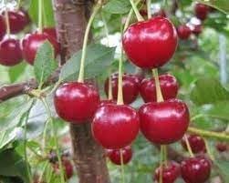 Light Green And Red Cherry Fruit Seeds For Planting heirloom non-gmo organic garden seeds