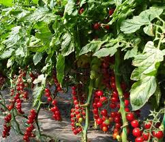 Light Green and Red Cherry Fruit Seeds for Planting