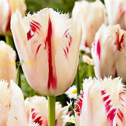 Light Green Tulip Flower Seeds For Easy Planting