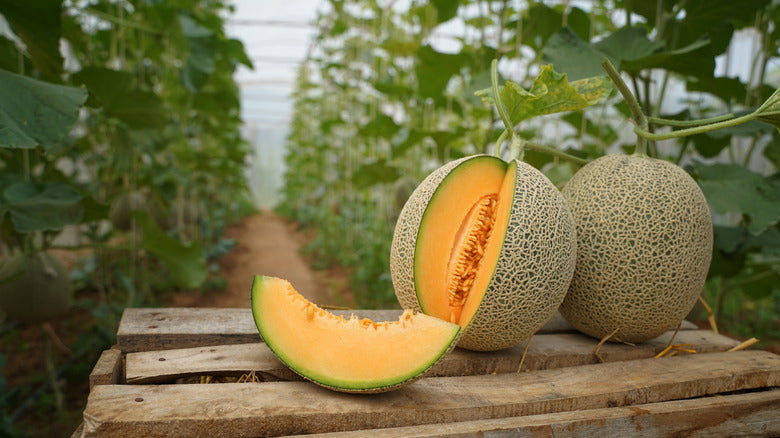 植え付け用薄橙色メロンカンタロープ種子 有機庭園種子 – Pure Asia Seeds
