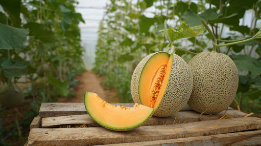 Light Orange Melon Cantaloupe Seeds For Planting heirloom non-gmo organic garden seeds