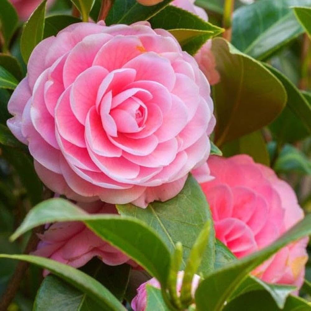 Light Pink Camellia Seeds for Planting  Non-GMO Flower Seeds