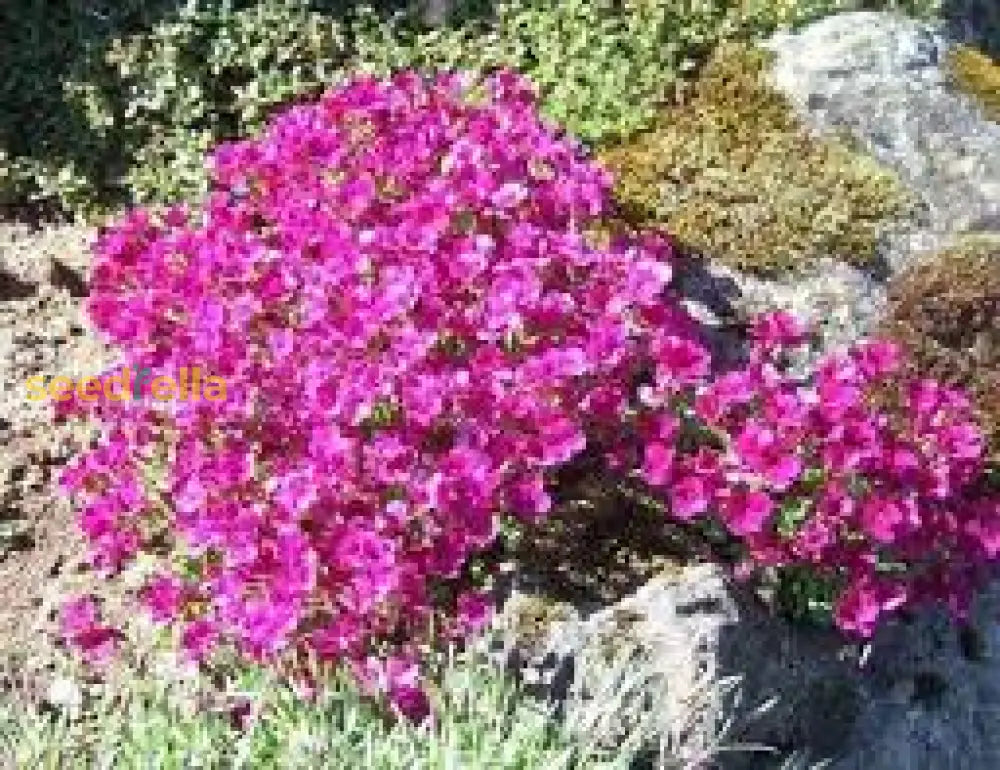 Light Pink Rock Cress Flower Seeds For Planting  Easy-Grow Perennial