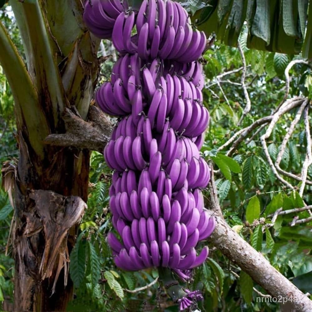 Light Purple Banana Fruit Seeds For Planting heirloom non-gmo organic garden seeds