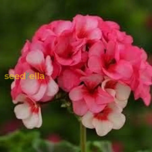 Light Red Geranium Flower Seeds For Planting | Annual Vibrant Gardens