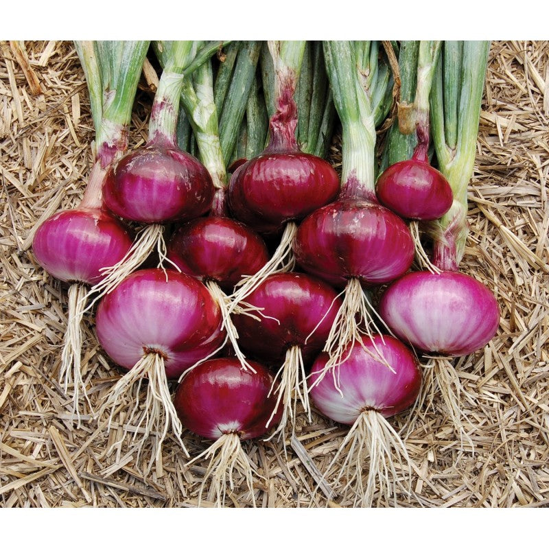 Red Candy Apple Onion Vegetable Seeds