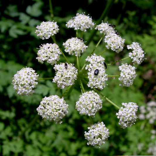 Semi di Erba di Ligusticum Porteri